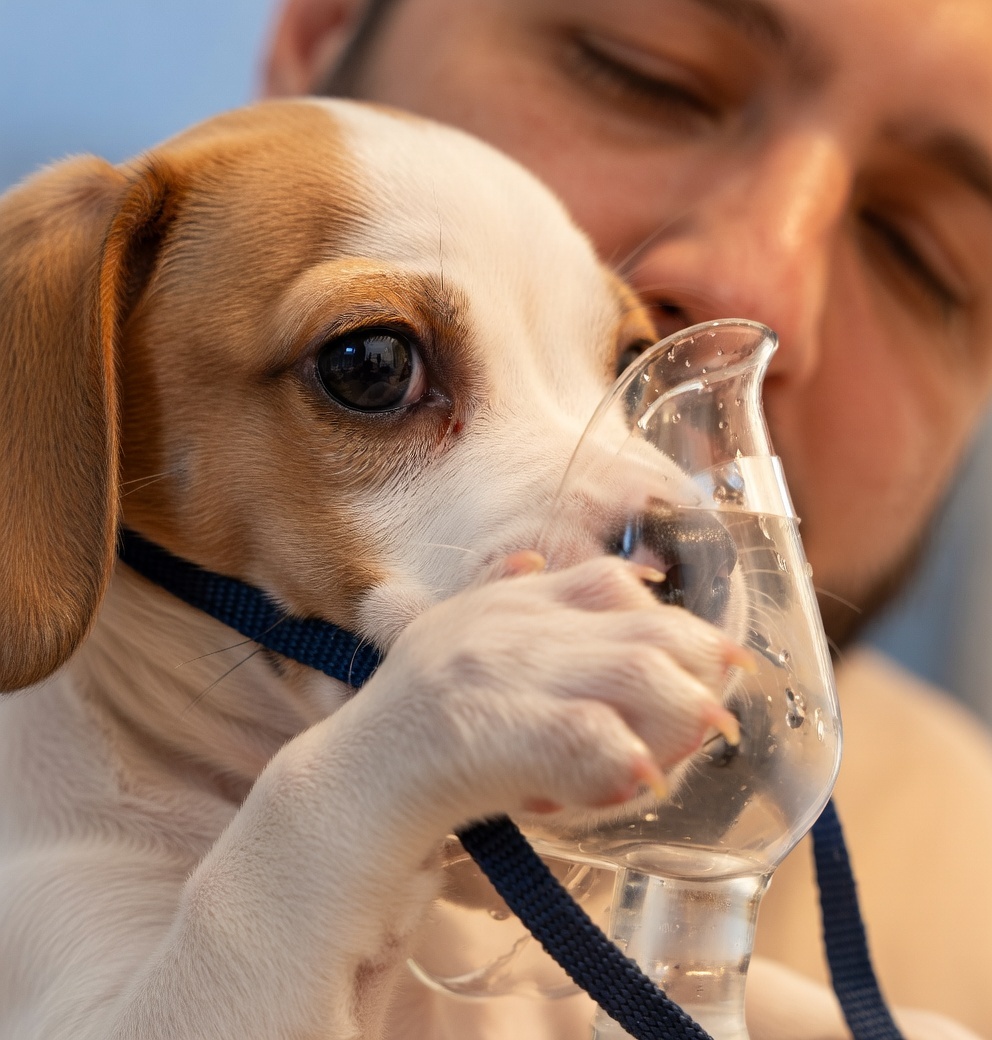 Puppy with nebulizer mask close-up